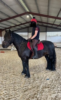 brown Fell pony gelding for sale Dark brown pony with rider in an indoor school