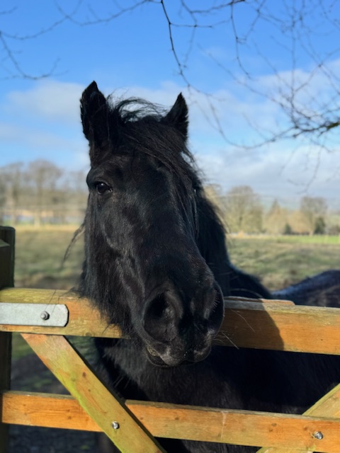 black fell pony gelding for sale black pony looking over a gate at camera
