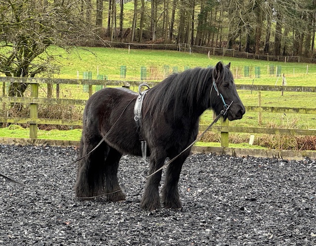 black fell pony gelding for sale black pony wearing roller and long reins, standing in an outdoor arena