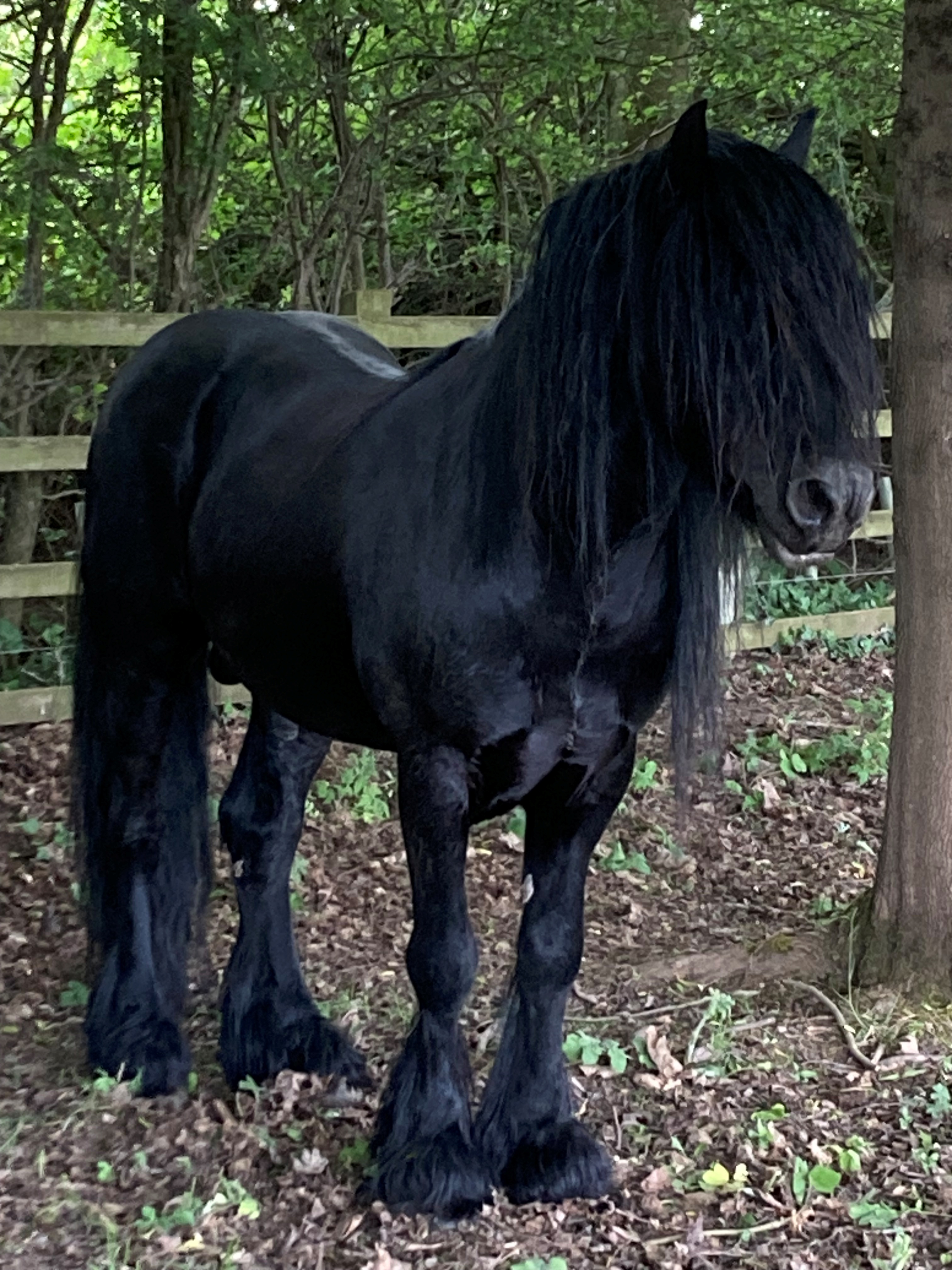 black Fell pony stallion for sale Black pony outdoors with a hedge behind