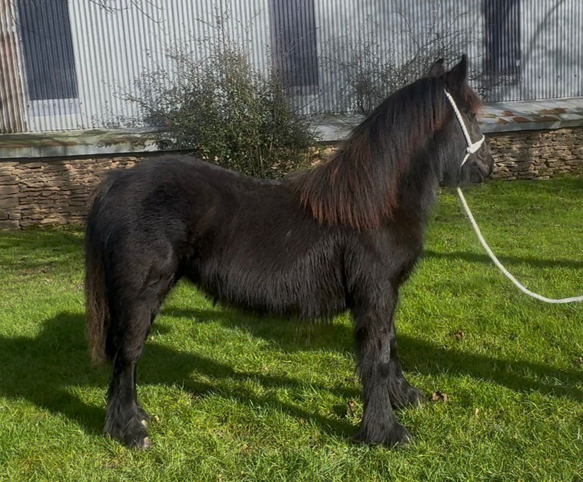black yearling fell pony colt for sale young black pony standing side view against green lawn