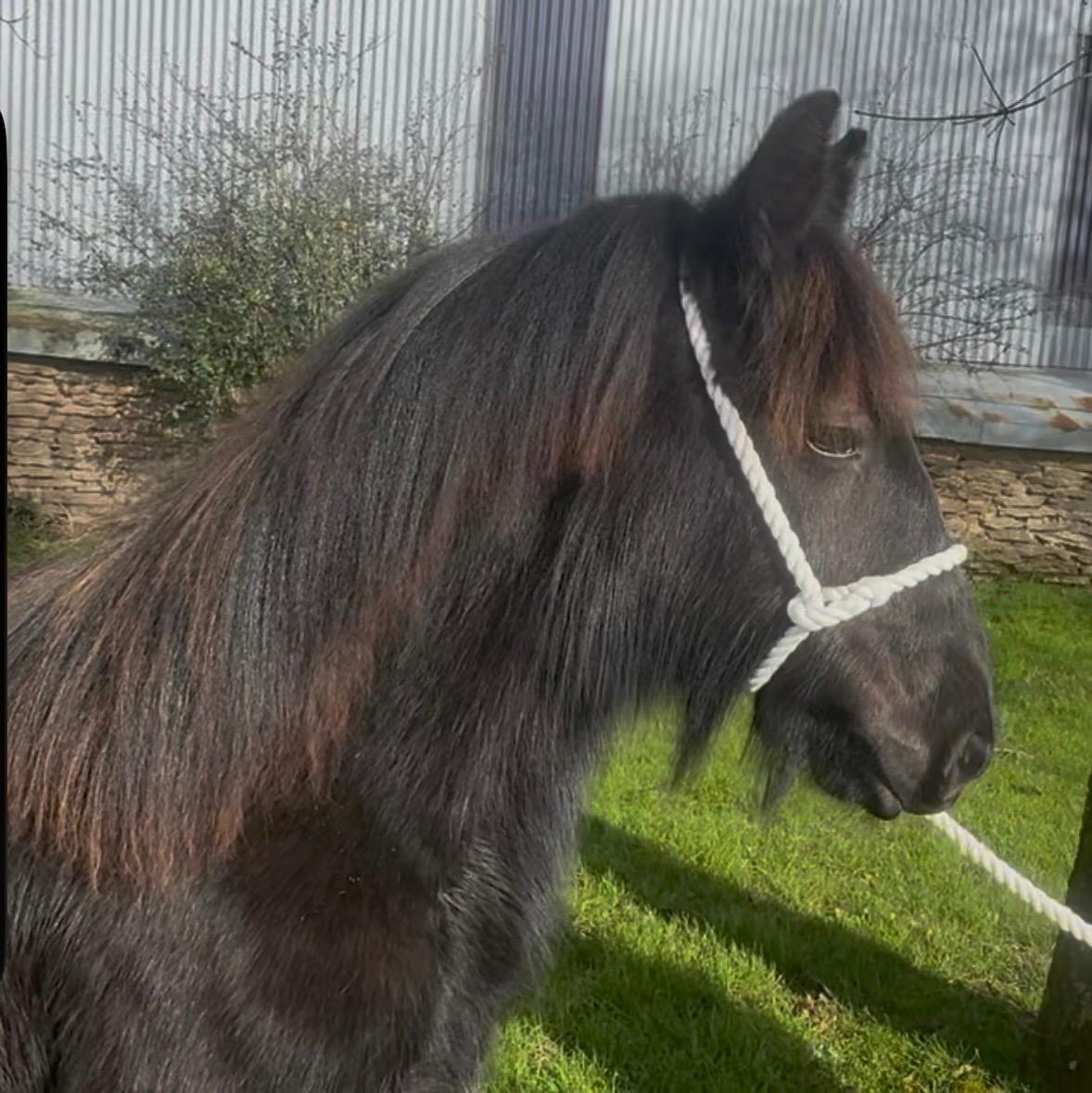 black yearling fell pony colt for sale black pony side view of head facing right