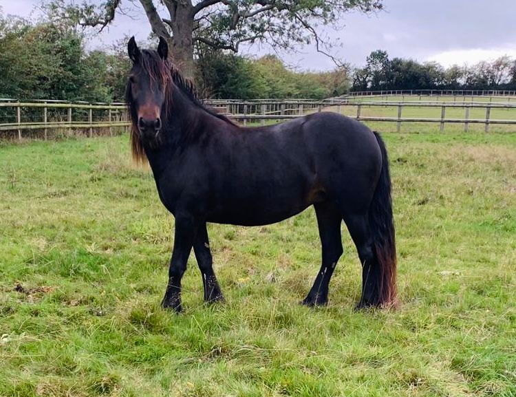 brown pony side view in a grassy field