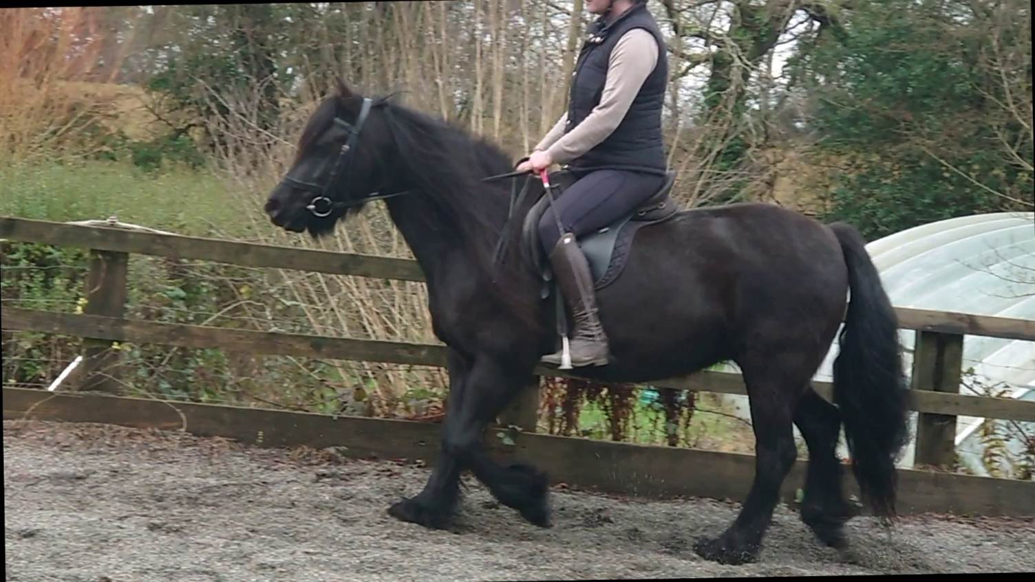black pony being ridden in an outdoor arena