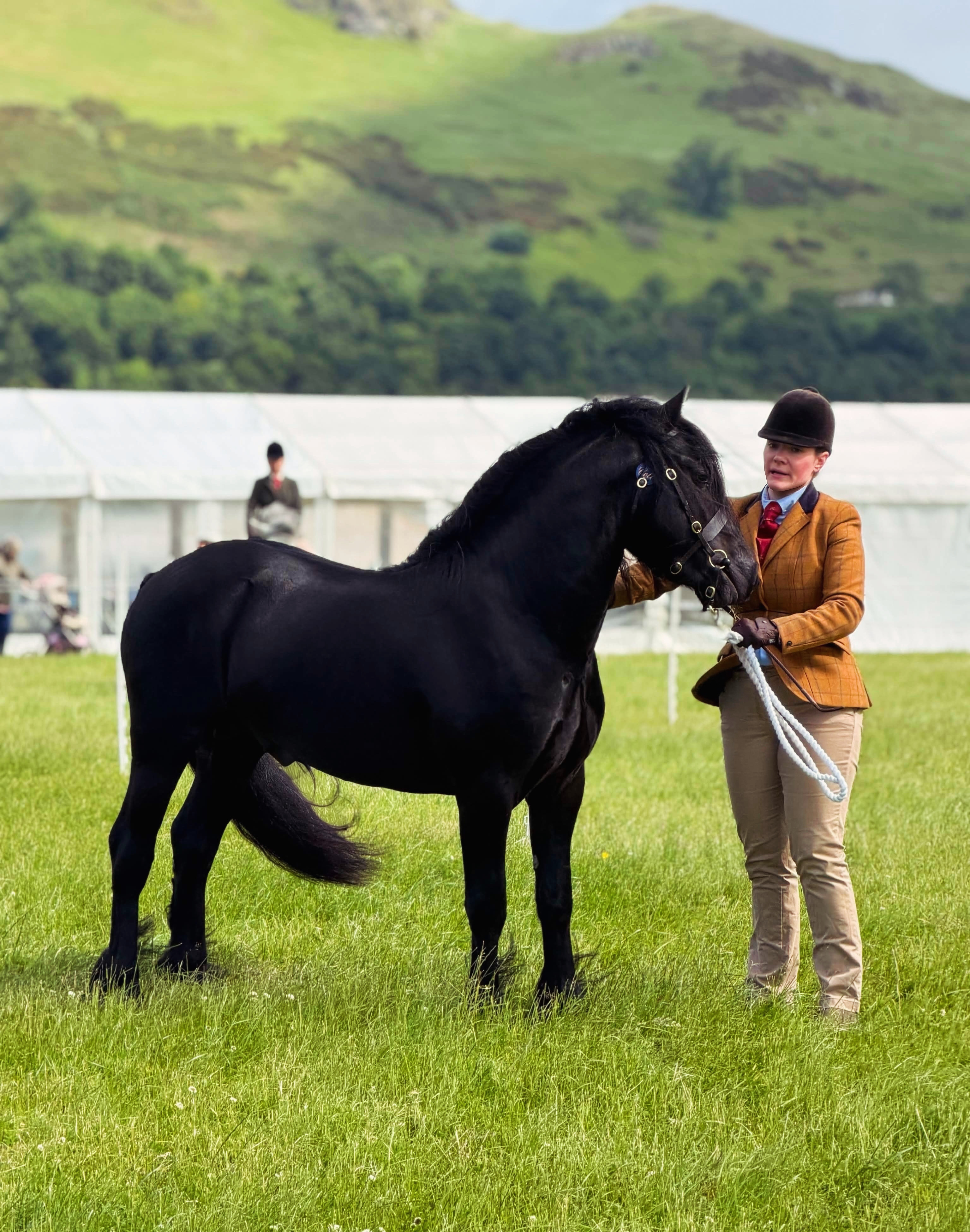 Black pony and handler at a show in a grassy field