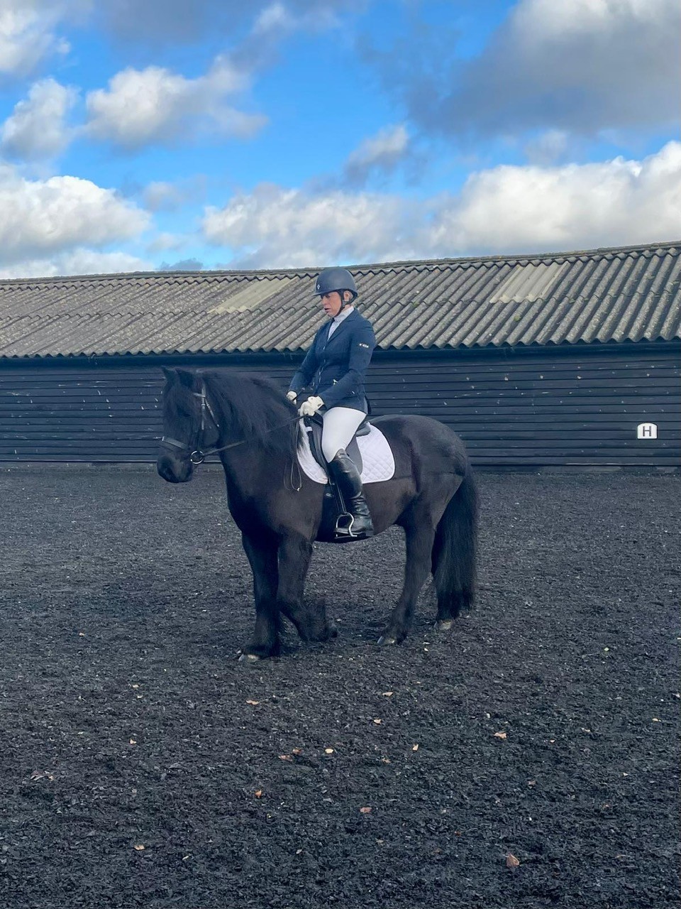 black fell pony gelding for sale black pony with a rider