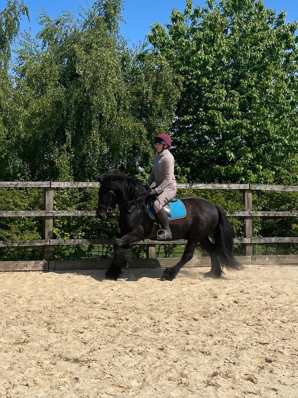black fell pony gelding for sale black pony being ridden in an outdoor arena