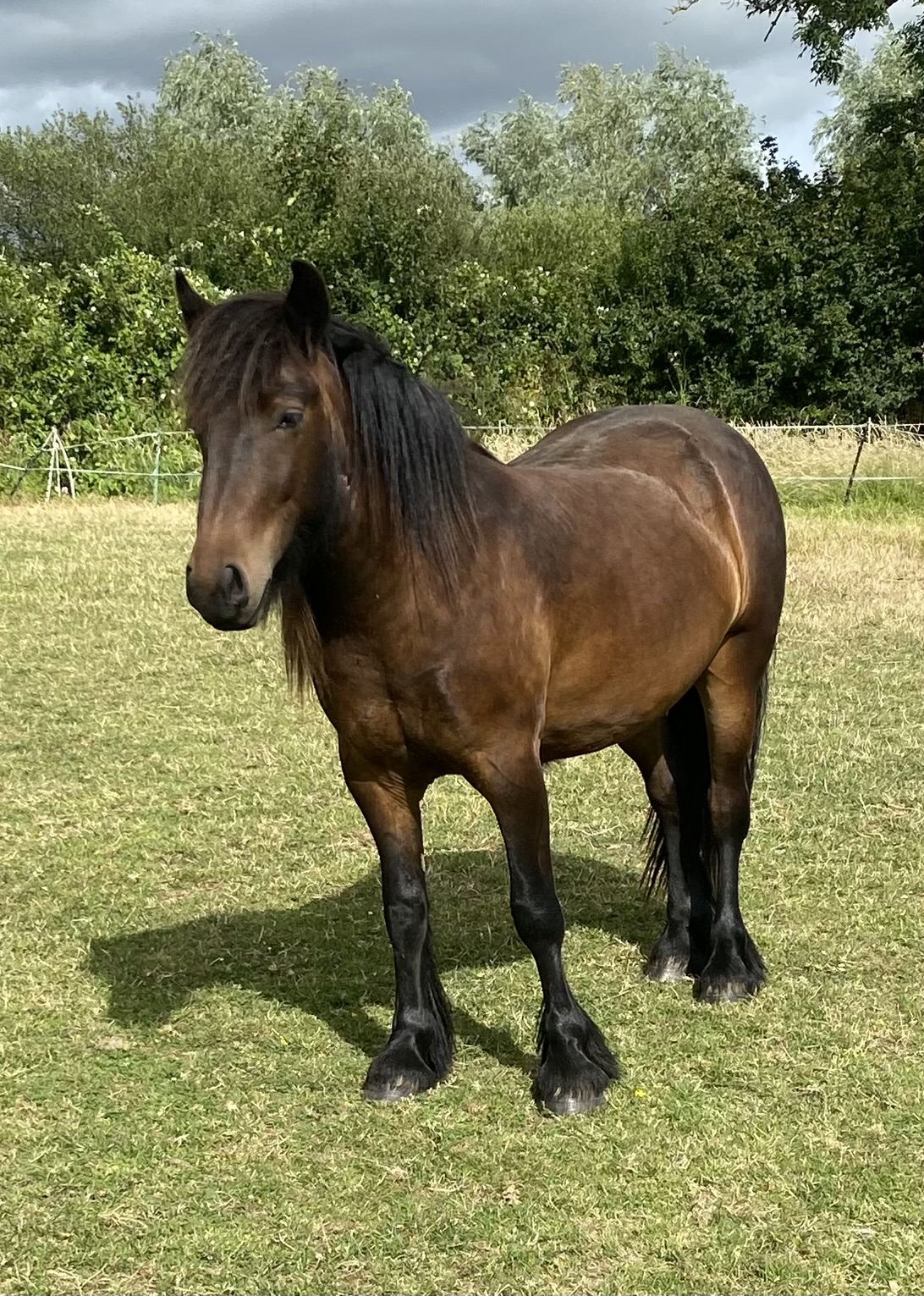 brown 2 year old Fell pony gelding for sale brown pony in a field threequarter front view