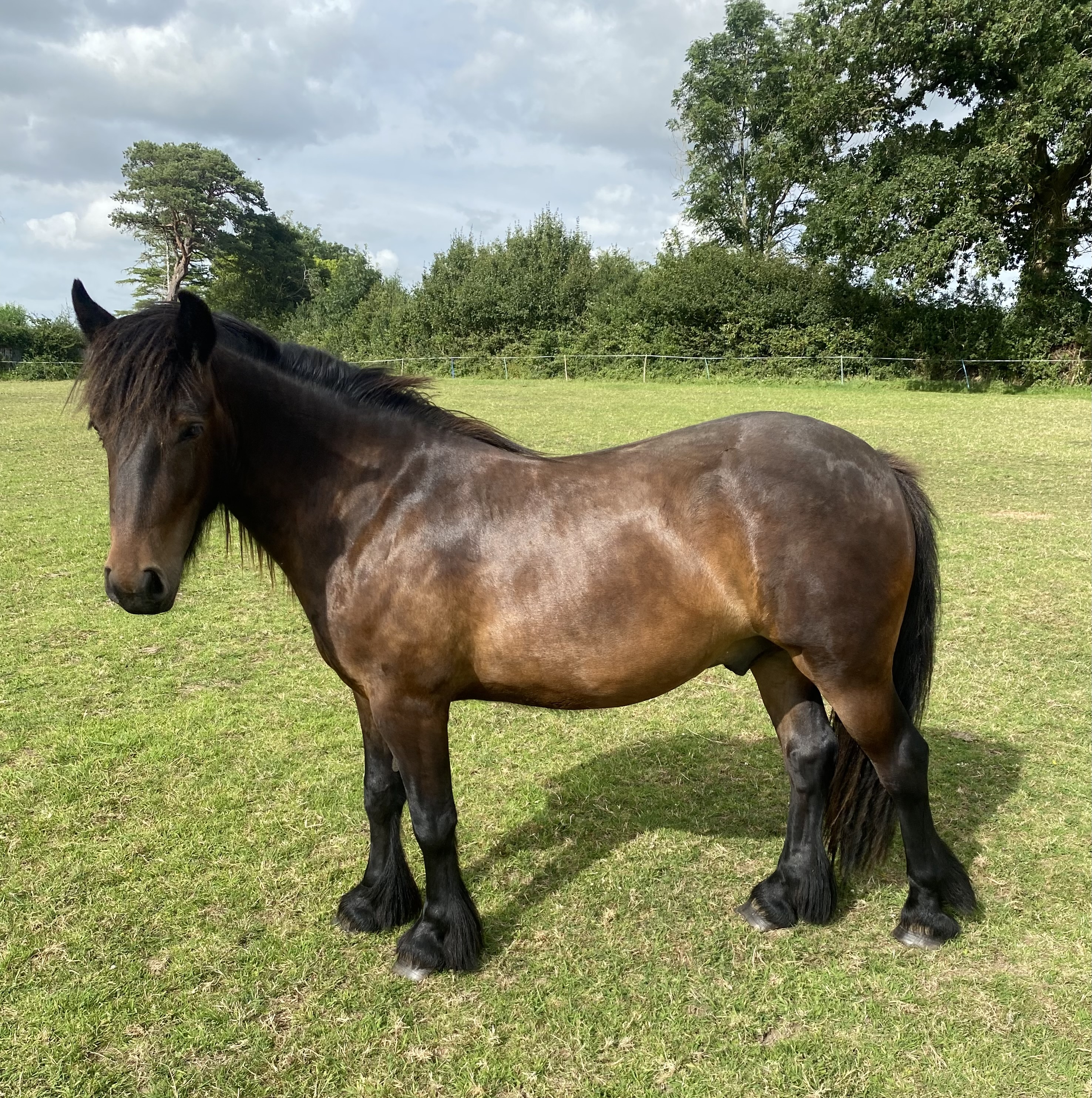 brown Fell pony in a field side view facing left