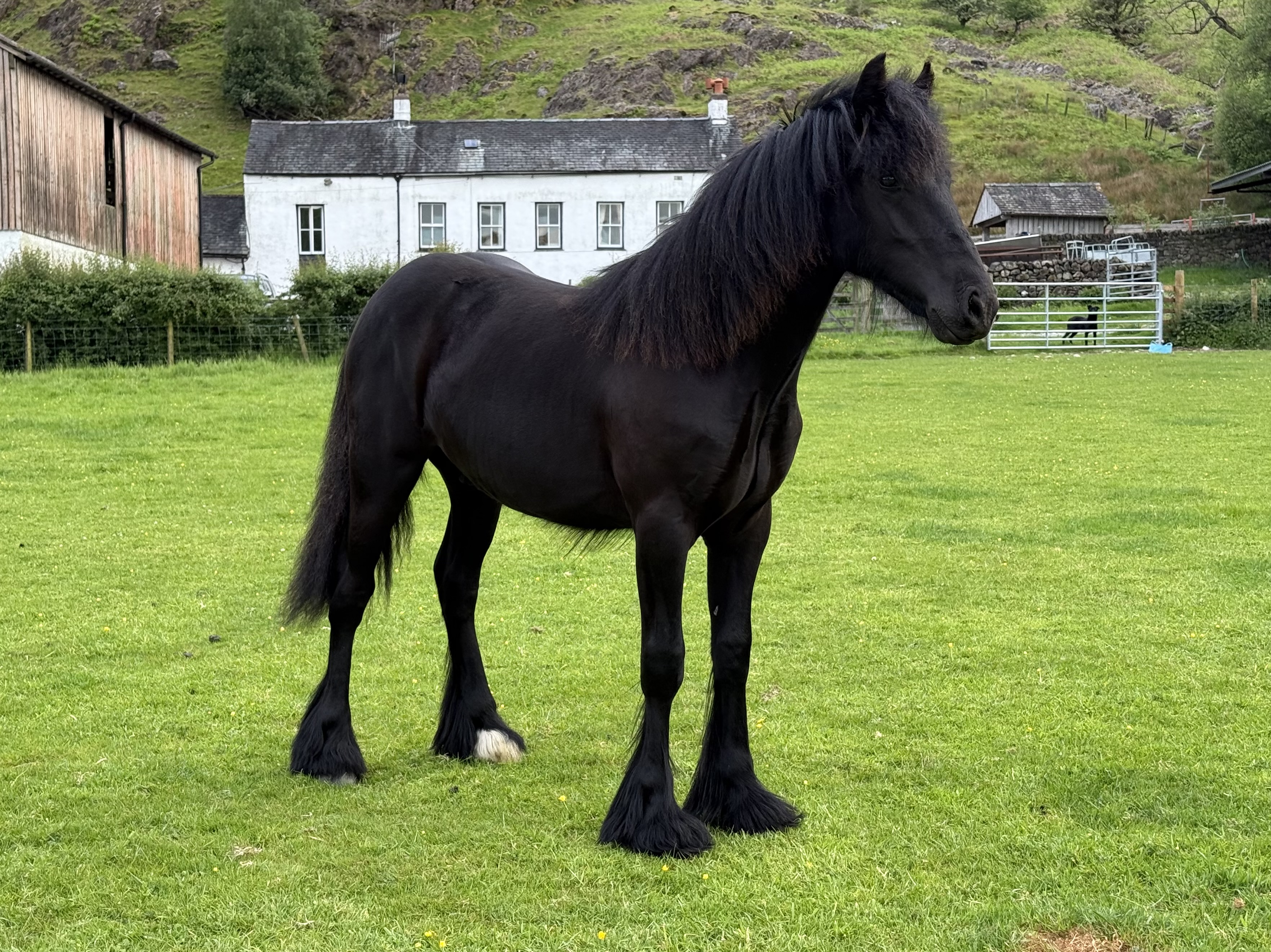 black fell pony foal for sale black foal standing side on facing right, with mountain backdrop