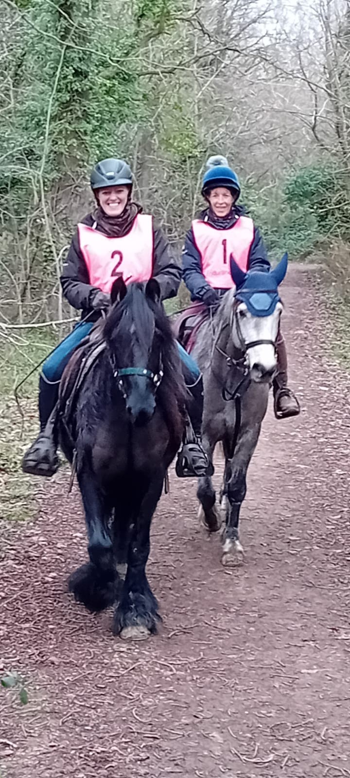 brown fell pony mare for sale brown pony being ridden