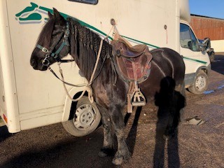 brown fell pony mare for sale brown opny wearing riding tack beside a horse trailer