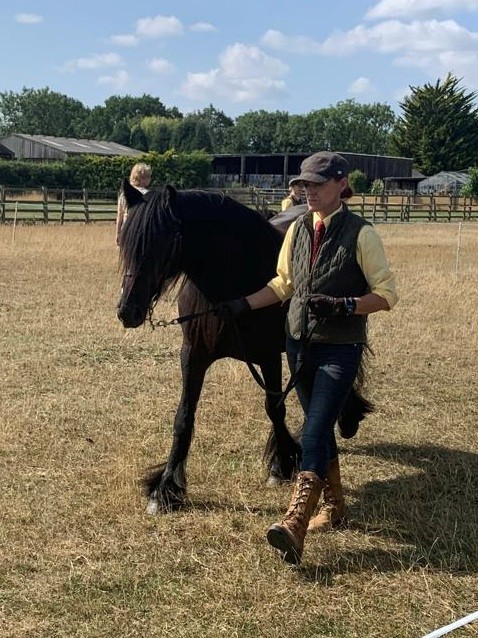 brown fell pony mare for sale brown pony walking beside her handler at an event