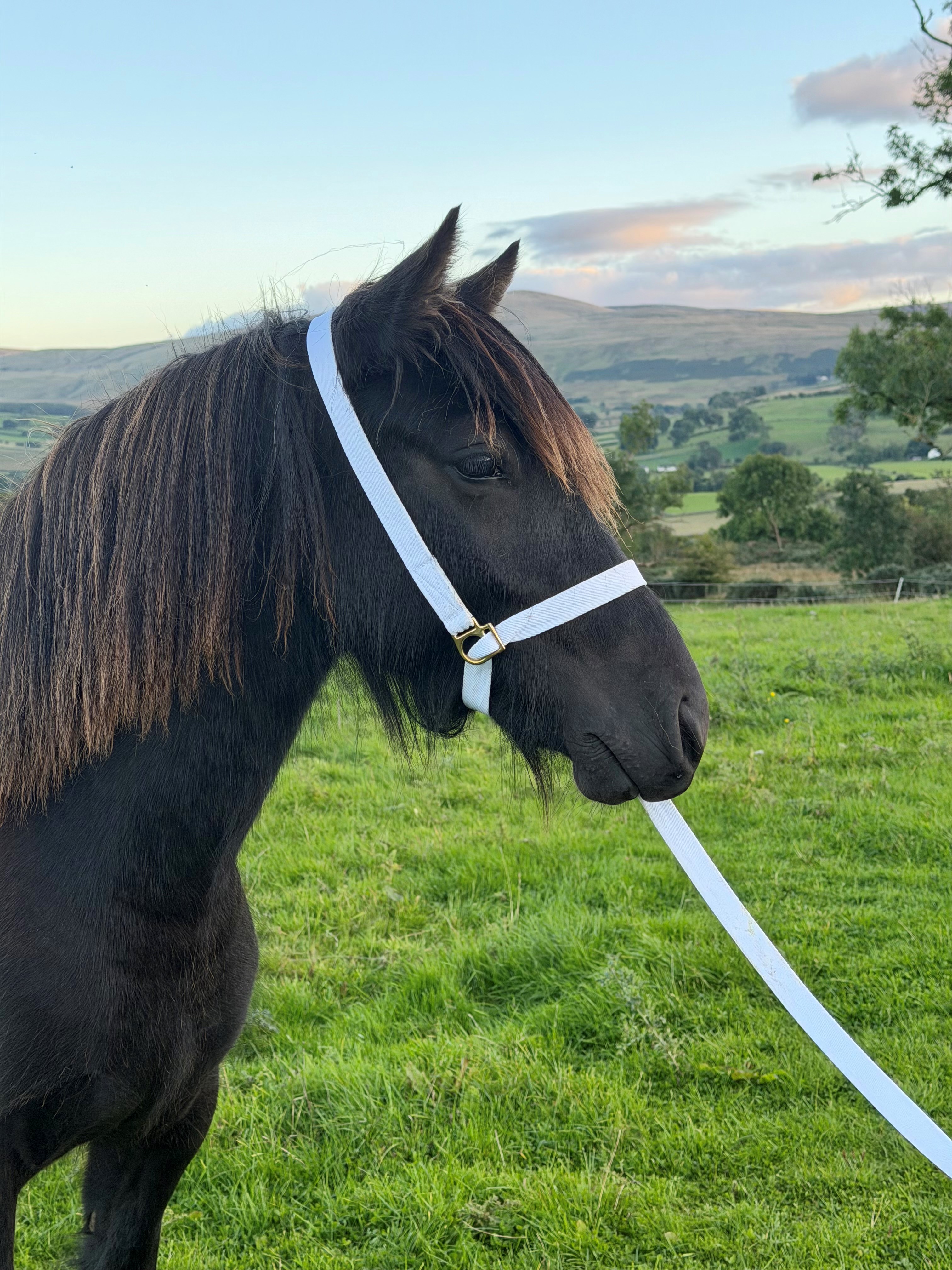 black pony head and shoulders