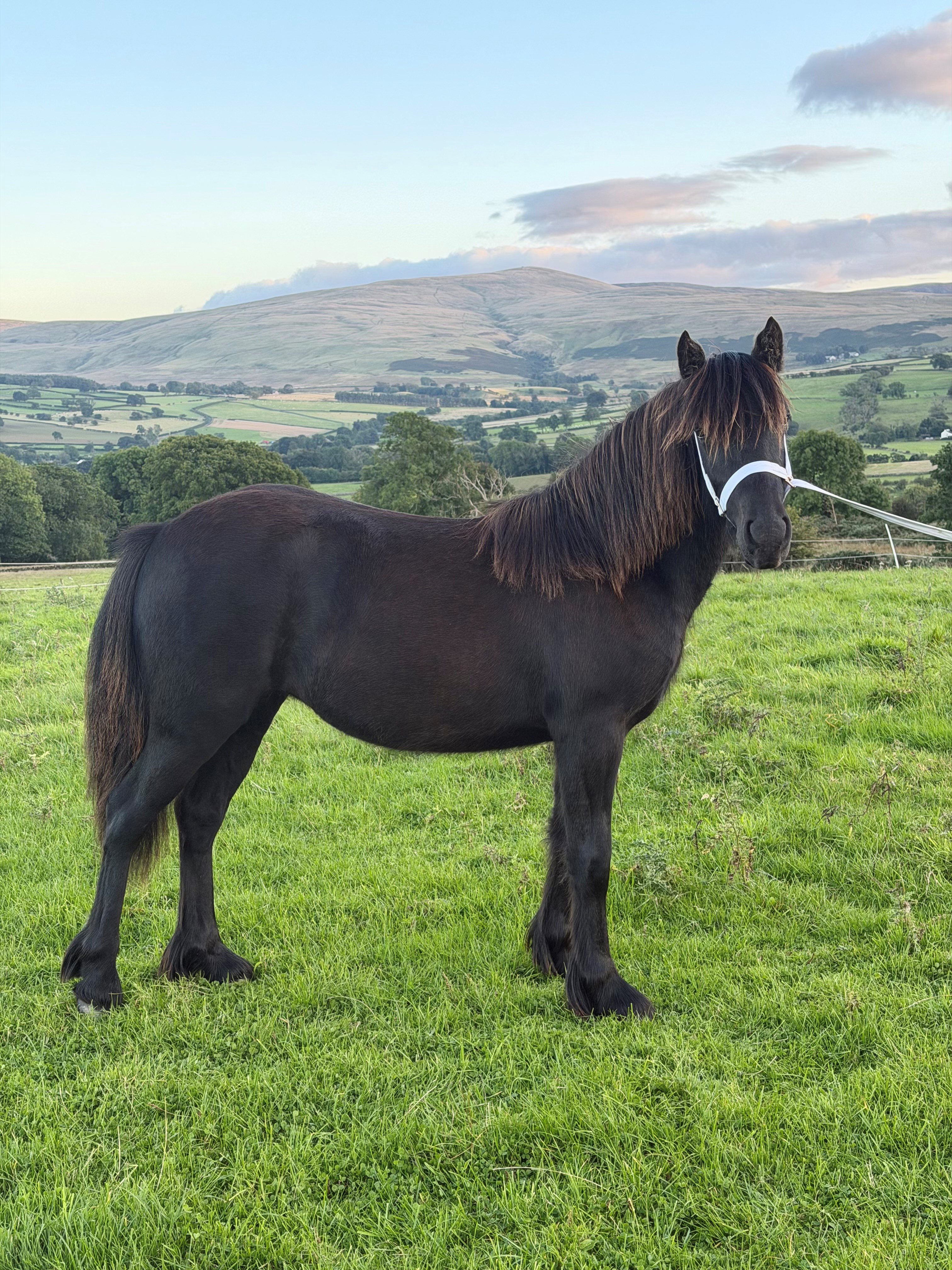 black pony side view facing right