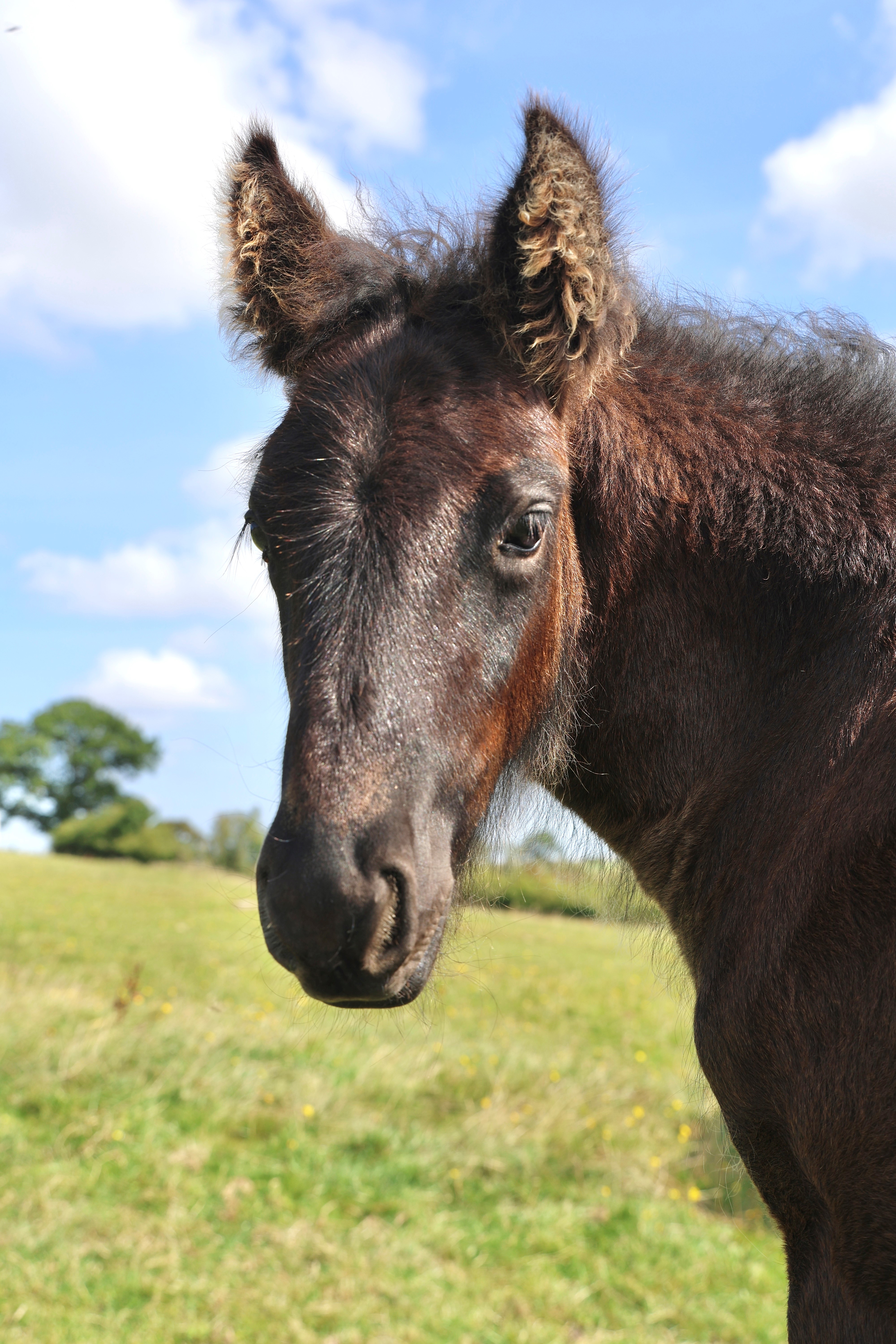 black pony head and shoulders