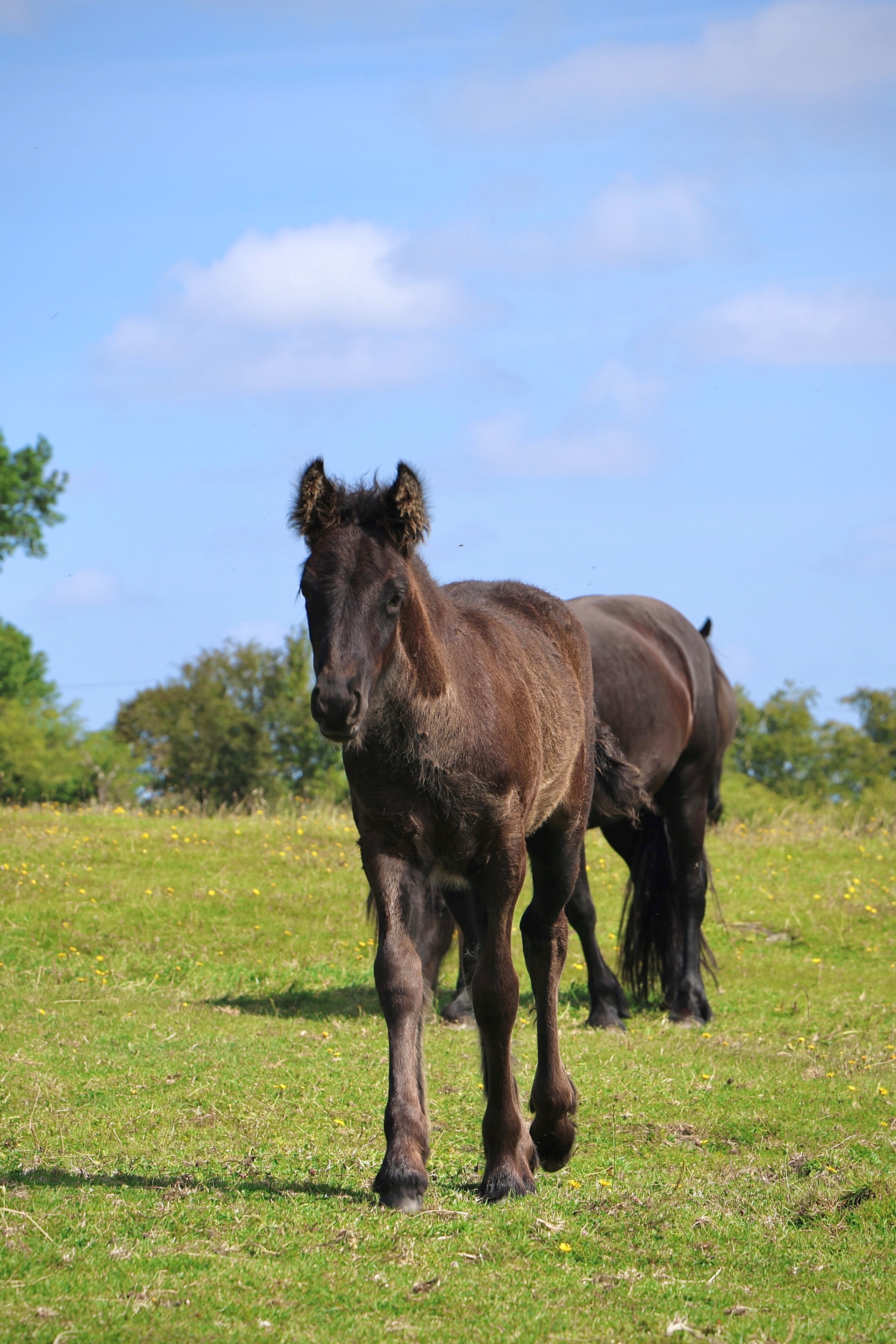 black foal looking to camera