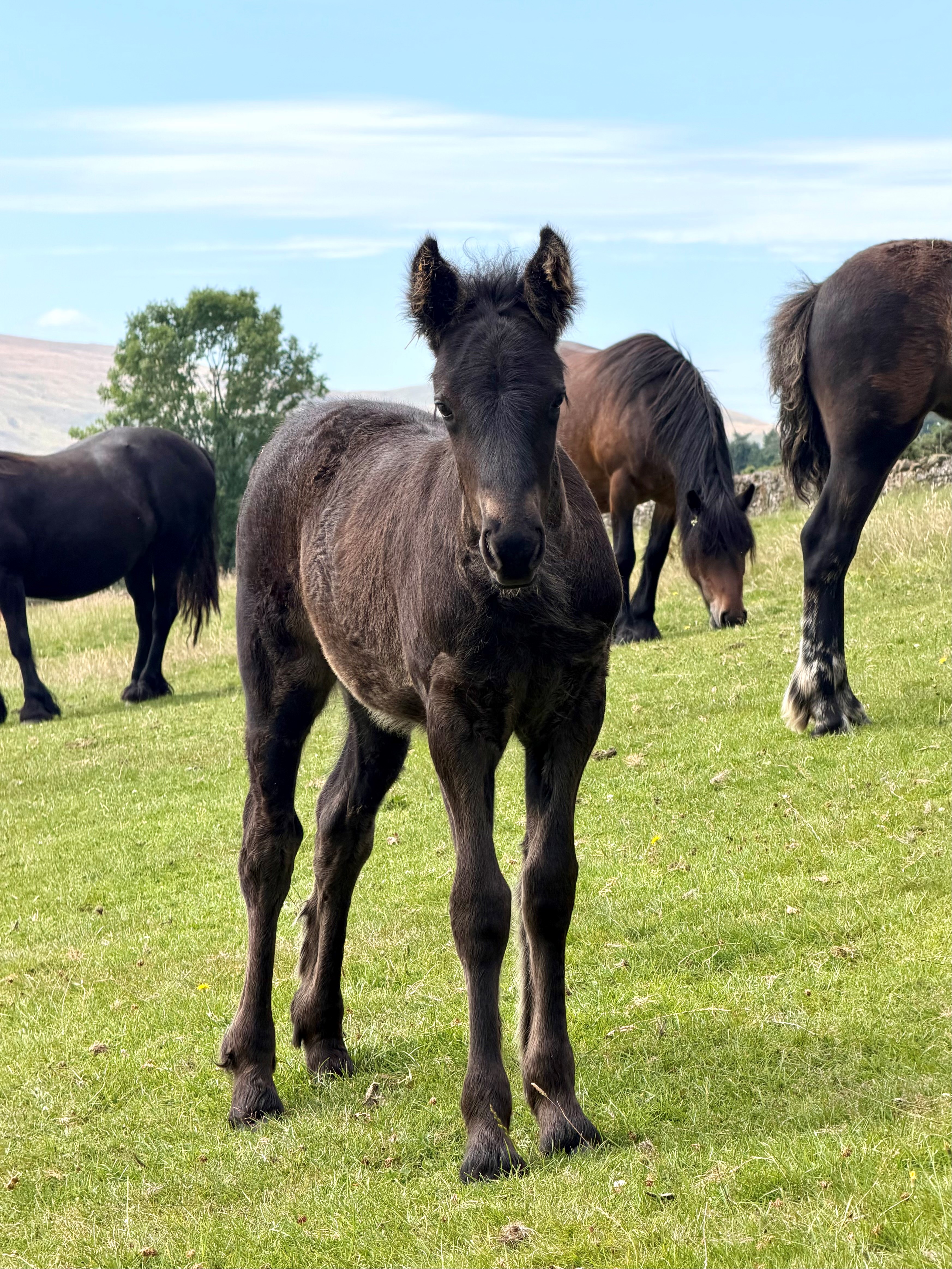 black foal looking to camera