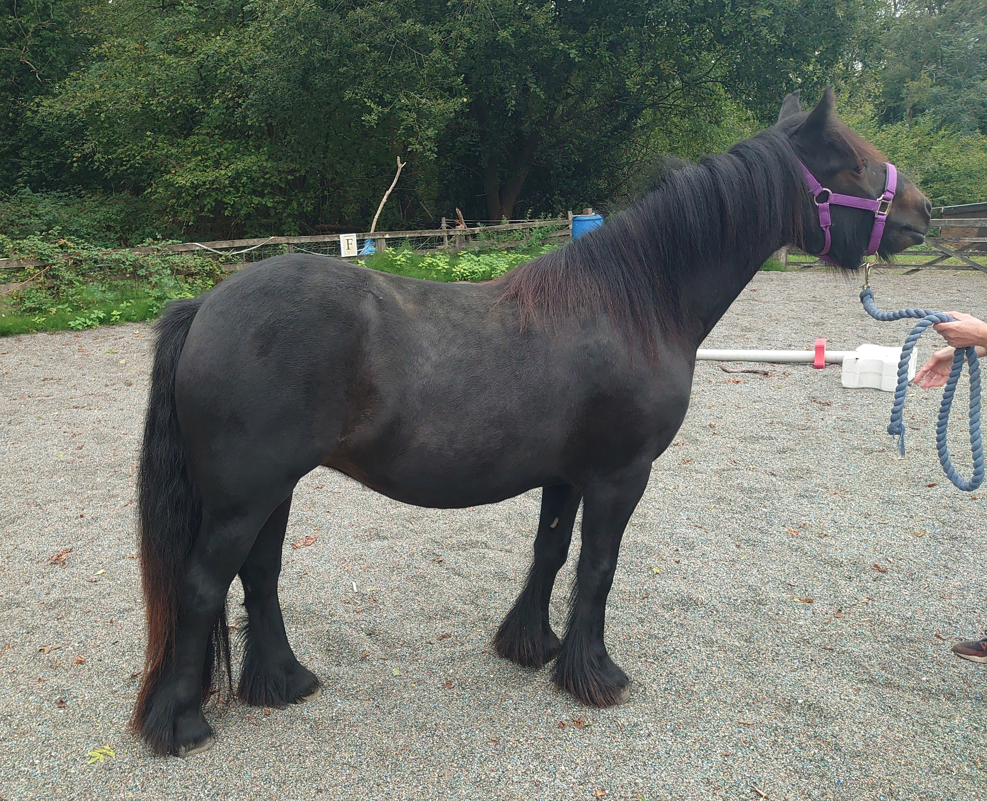 brown 2 year old Fell pony filly for sale brown pony side view facing right