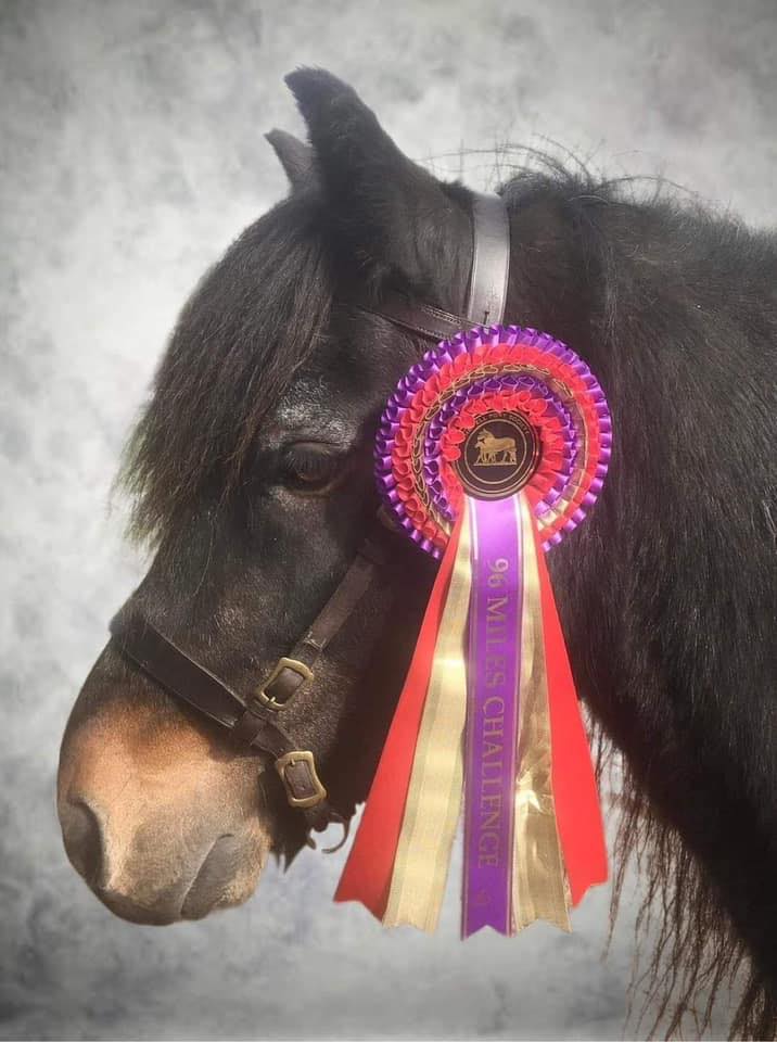 brown pony with a colourful rosette