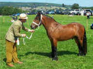 2004BreedShow.ReserveChampion.DarrenvaleDamBuster.2.jpg (129879 bytes)