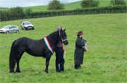 2007.SouthCumbriaShow.InHandChampion.BanksgateBlackGold.jpg (117874 bytes)