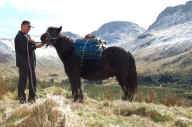 Packponies0025.jpg (114302 bytes)