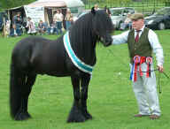 2008.StallionShow.SupremeChampion.MurthwaiteGurkha.jpg (127047 bytes)