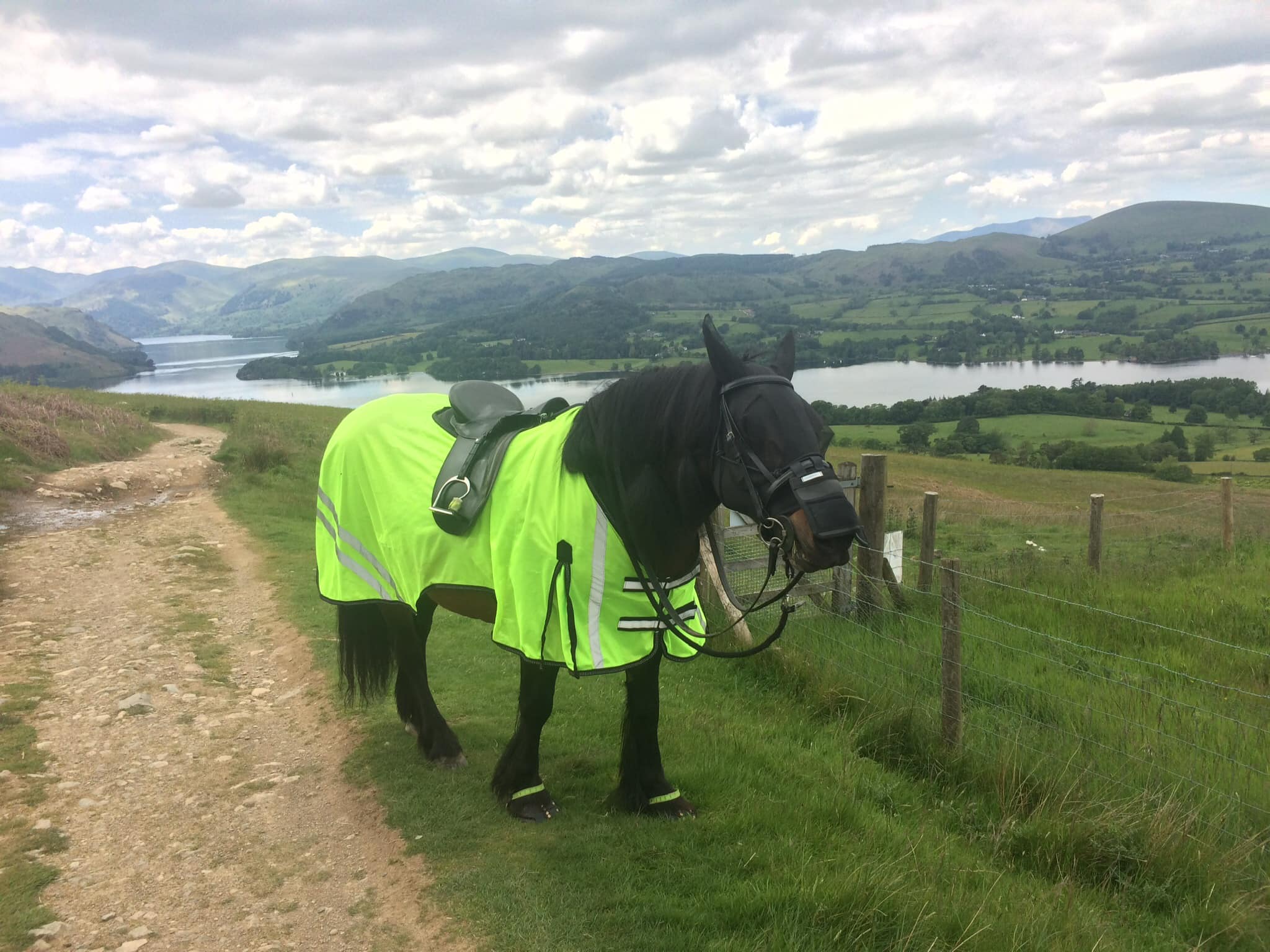 pony in hi vis with a lake behind