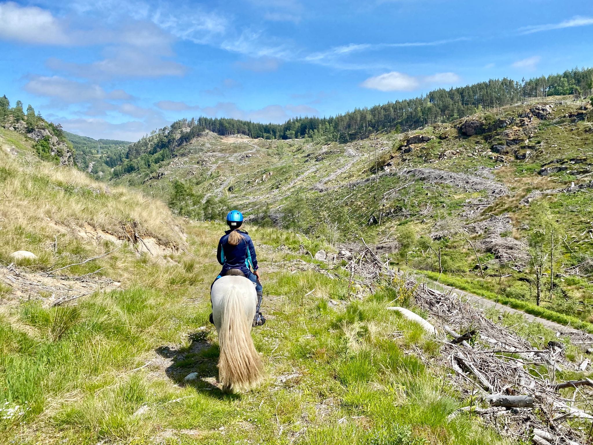 Grey pony in a hilly landscape