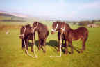 Greenfield Topper, Rose, Osprey and Polys Lad. [ Select to view a larger image. ]