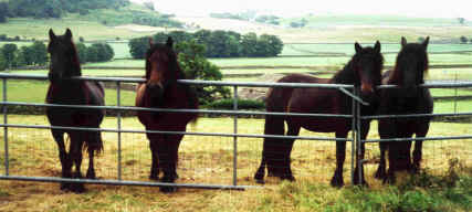 Inglegarth Radiant, Lune Valley Dolly, Inglegarth Elsa Maree, Inglegarth Rose Maree [ select to view a larger image ]