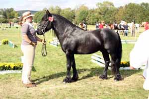 Townend Valiant