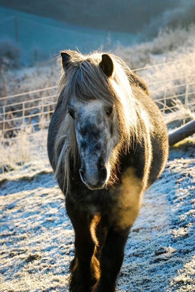 grey Fell stallion in frosty field - available at stud