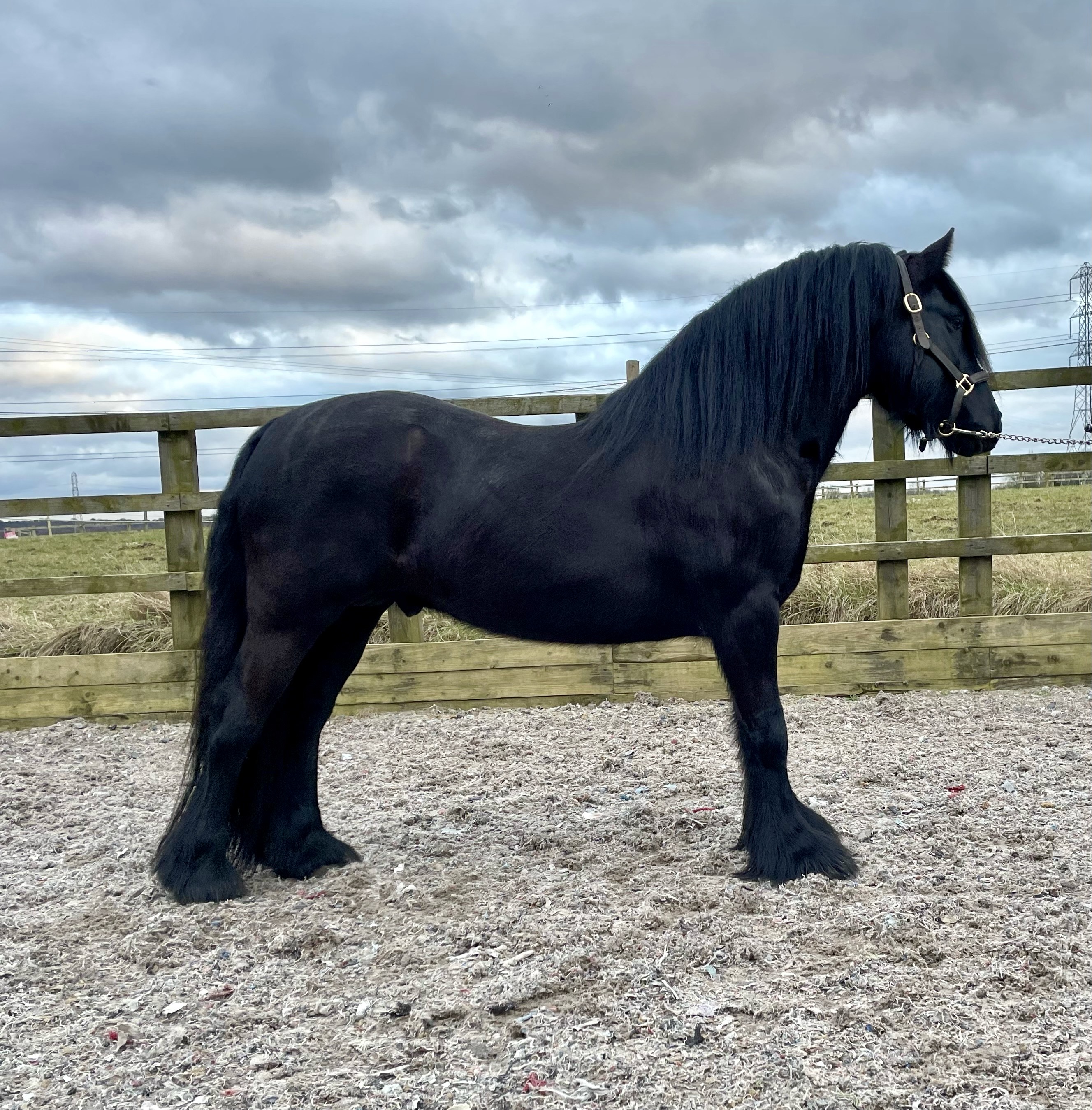 black Fell pony stallion