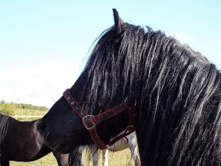 head profile of black stallion
