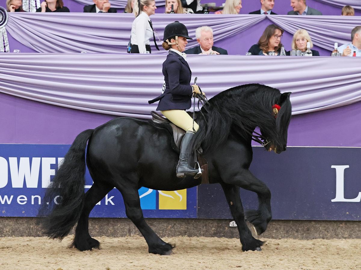 black pony with a rider, cantering past purple drapes