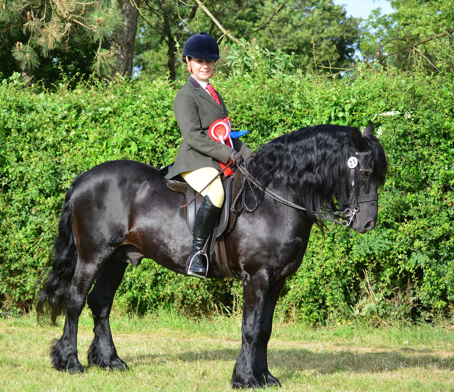 black fell pony stallion and rider in show attire wearing red rosette
